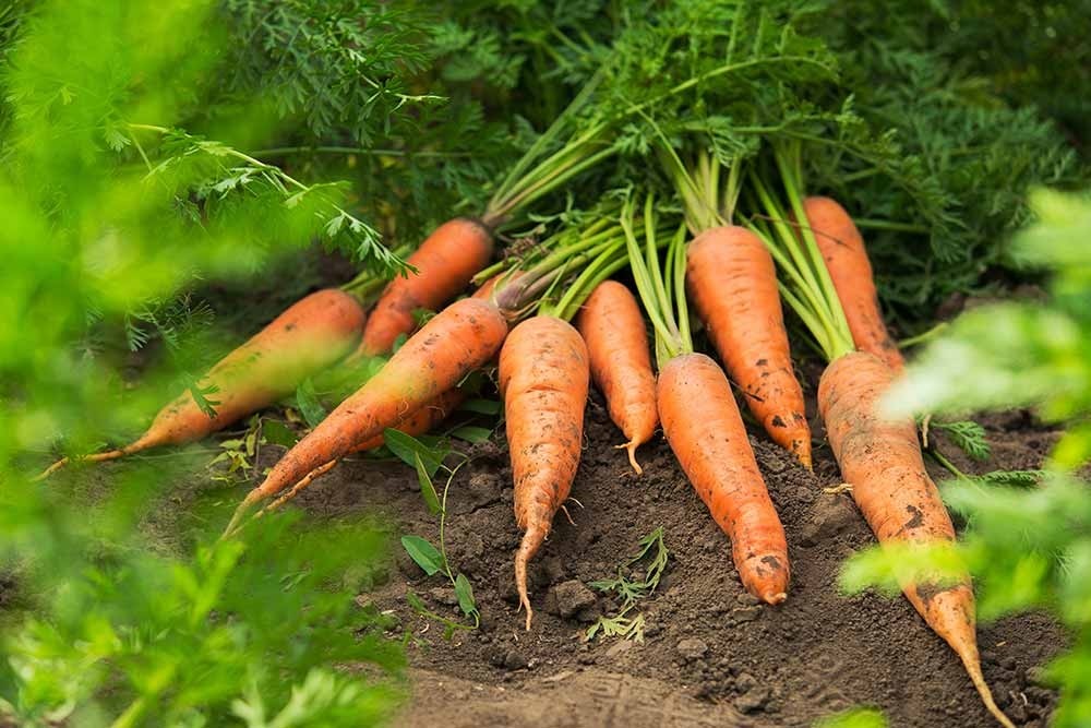 carottes-bio-domaine-maizieres