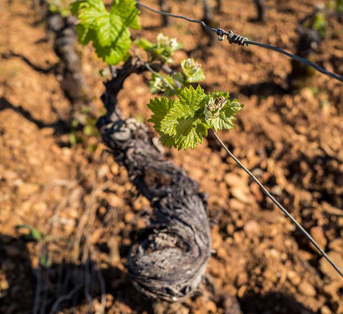 ferme-biodynamique-domaine-maizieres