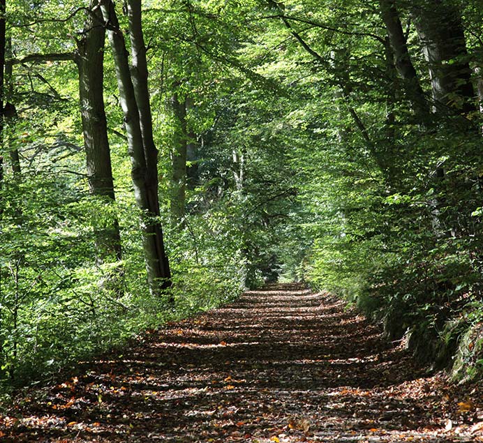 Maizières-foret-chenes